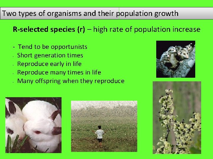 Two types of organisms and their population growth R-selected species (r) – high rate