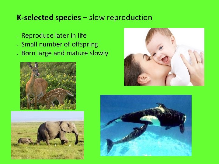 K-selected species – slow reproduction - Reproduce later in life Small number of offspring