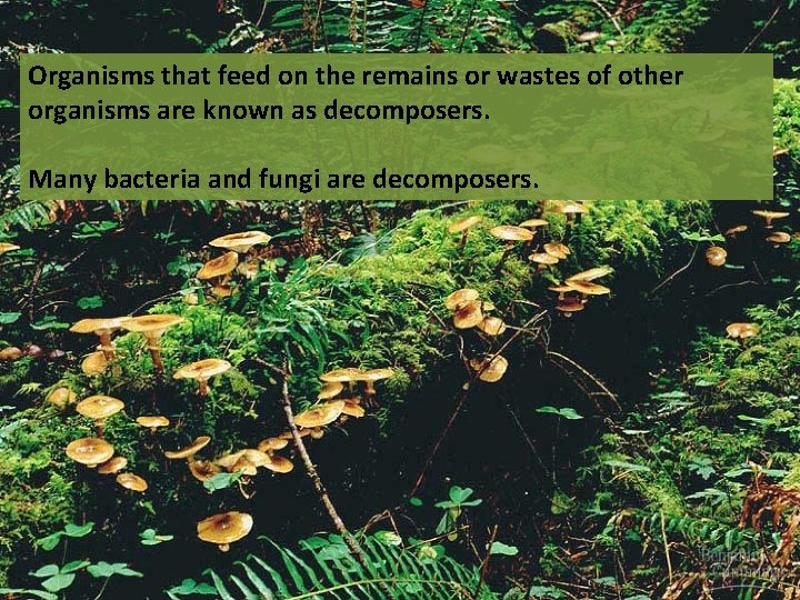 Organisms that feed on the remains or wastes of other organisms are known as