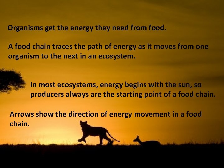 Organisms get the energy they need from food. A food chain traces the path