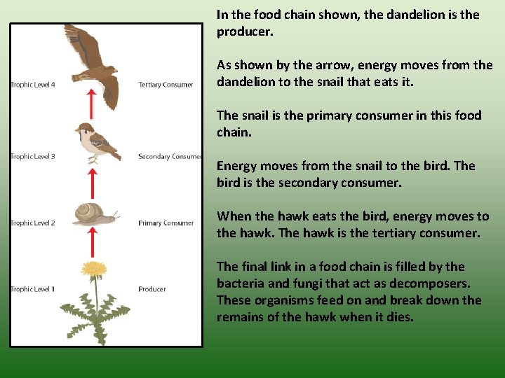 In the food chain shown, the dandelion is the producer. As shown by the