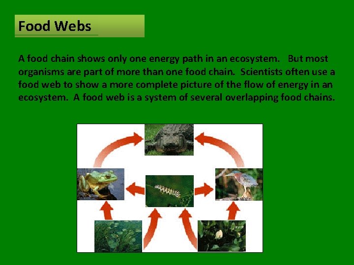 Food Webs A food chain shows only one energy path in an ecosystem. But