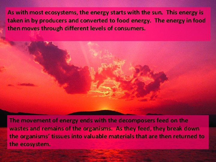 As with most ecosystems, the energy starts with the sun. This energy is taken