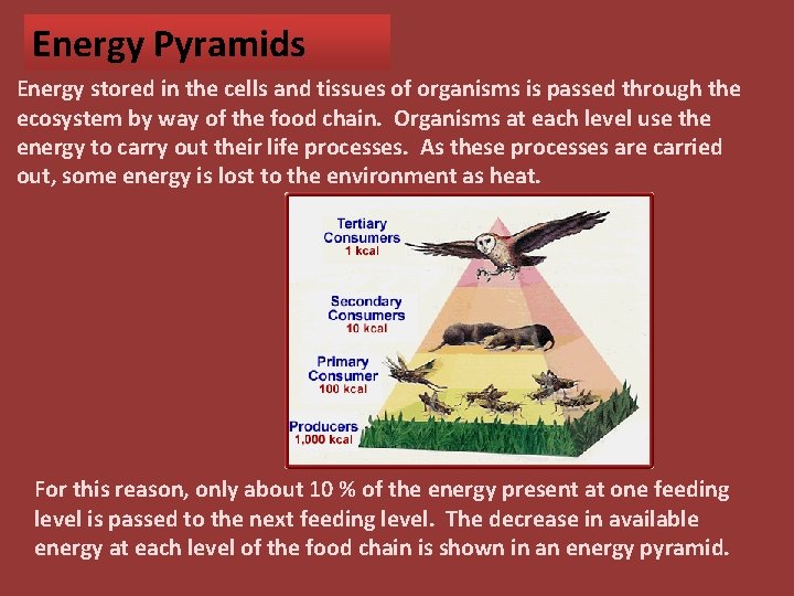 Energy Pyramids Energy stored in the cells and tissues of organisms is passed through