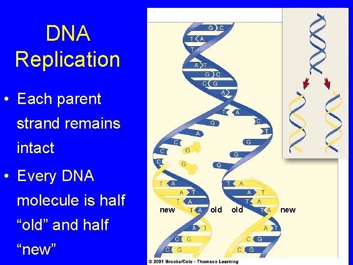 DNA Replication • Each parent strand remains intact • Every DNA molecule is half