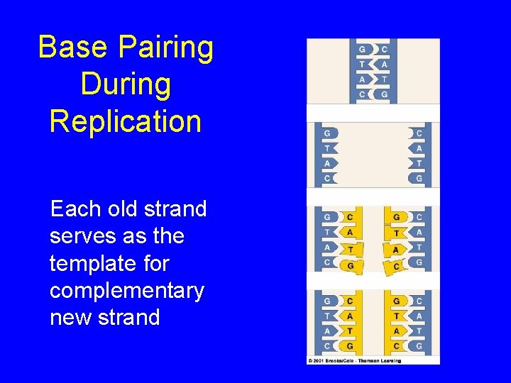 Base Pairing During Replication Each old strand serves as the template for complementary new