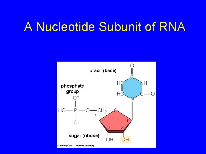 A Nucleotide Subunit of RNA uracil (base) phosphate group sugar (ribose) 