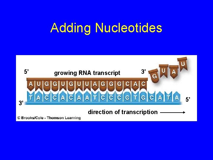 Adding Nucleotides 5’ growing RNA transcript 3’ 5’ 3’ direction of transcription 