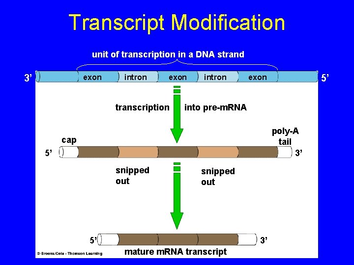 Transcript Modification unit of transcription in a DNA strand 3’ exon intron exon transcription