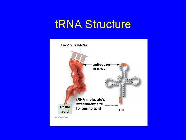 t. RNA Structure codon in m. RNA anticodon in t. RNA amino acid t.