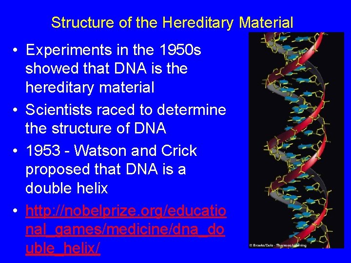 Structure of the Hereditary Material • Experiments in the 1950 s showed that DNA