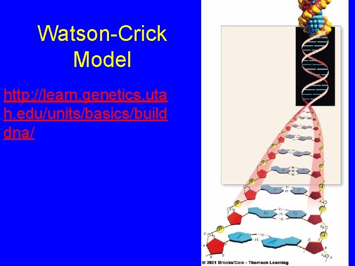 Watson-Crick Model http: //learn. genetics. uta h. edu/units/basics/build dna/ 
