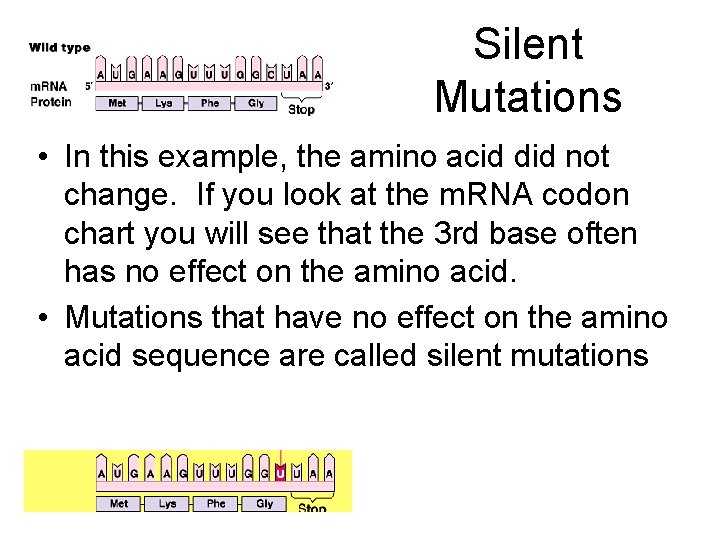 Silent Mutations • In this example, the amino acid did not change. If you
