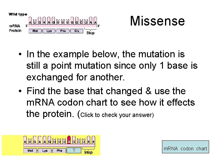 Missense • In the example below, the mutation is still a point mutation since