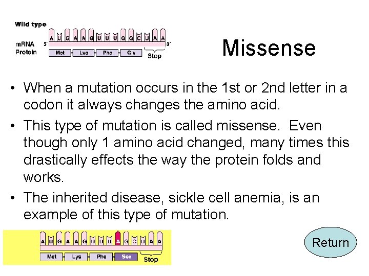 Missense • When a mutation occurs in the 1 st or 2 nd letter
