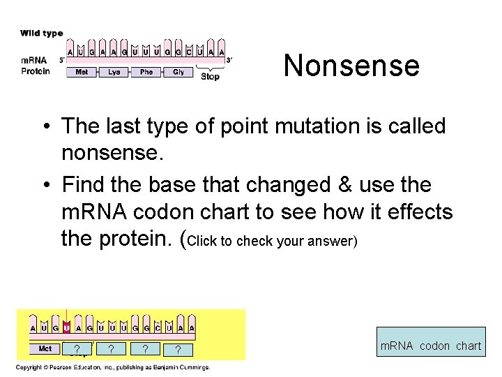 Nonsense • The last type of point mutation is called nonsense. • Find the