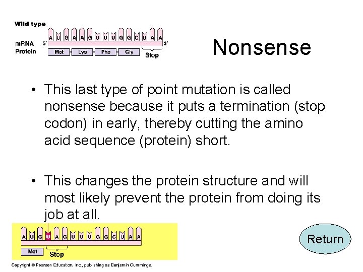 Nonsense • This last type of point mutation is called nonsense because it puts