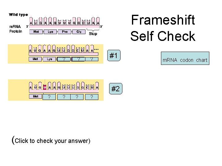 Frameshift Self Check ? ? ? #1 #2 ? ? ? (Click to check