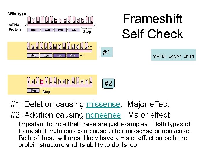 Frameshift Self Check #1 m. RNA codon chart #2 #1: Deletion causing missense. Major