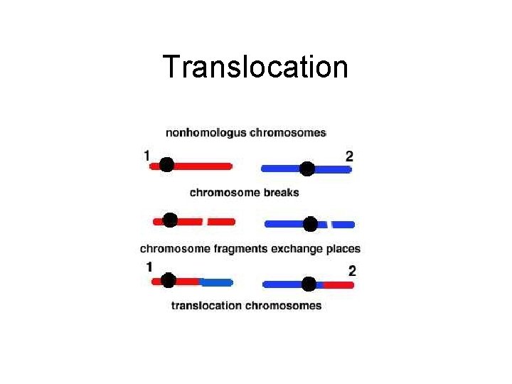Translocation 