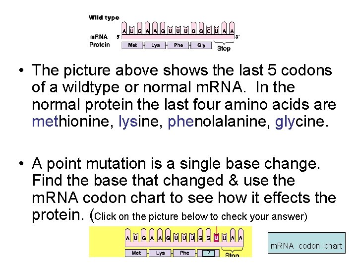  • The picture above shows the last 5 codons of a wildtype or