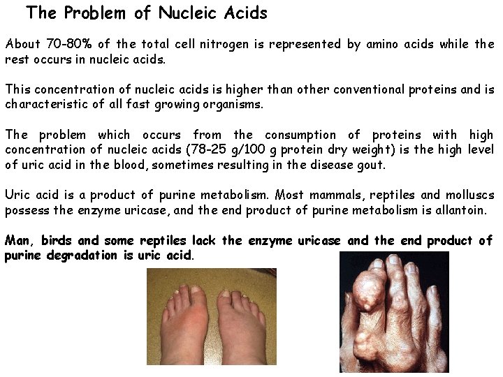 The Problem of Nucleic Acids About 70 -80% of the total cell nitrogen is