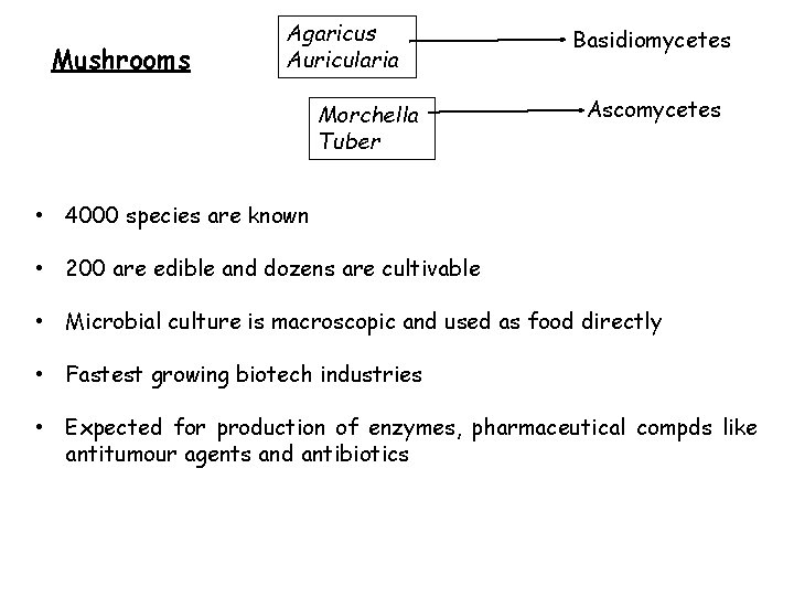 Mushrooms Agaricus Auricularia Morchella Tuber Basidiomycetes Ascomycetes • 4000 species are known • 200