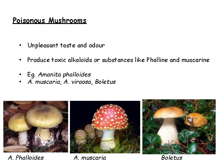 Poisonous Mushrooms • Unpleasant taste and odour • Produce toxic alkaloids or substances like