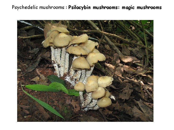 Psychedelic mushrooms : Psilocybin mushrooms: magic mushrooms 