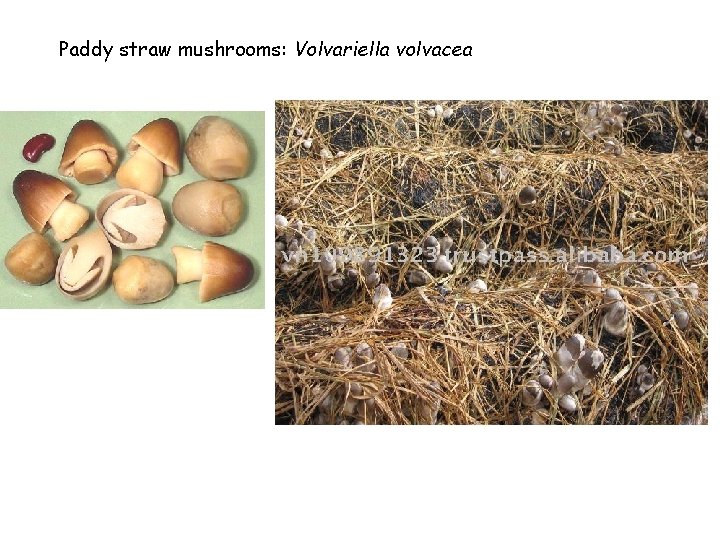 Paddy straw mushrooms: Volvariella volvacea 