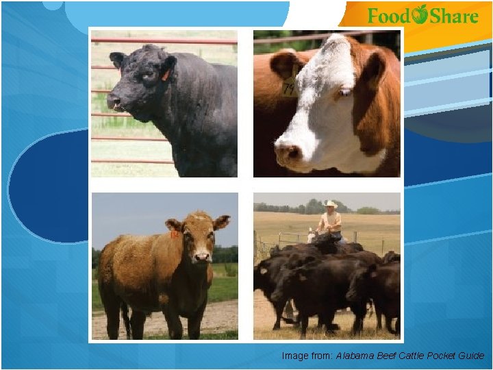 Image from: Alabama Beef Cattle Pocket Guide 