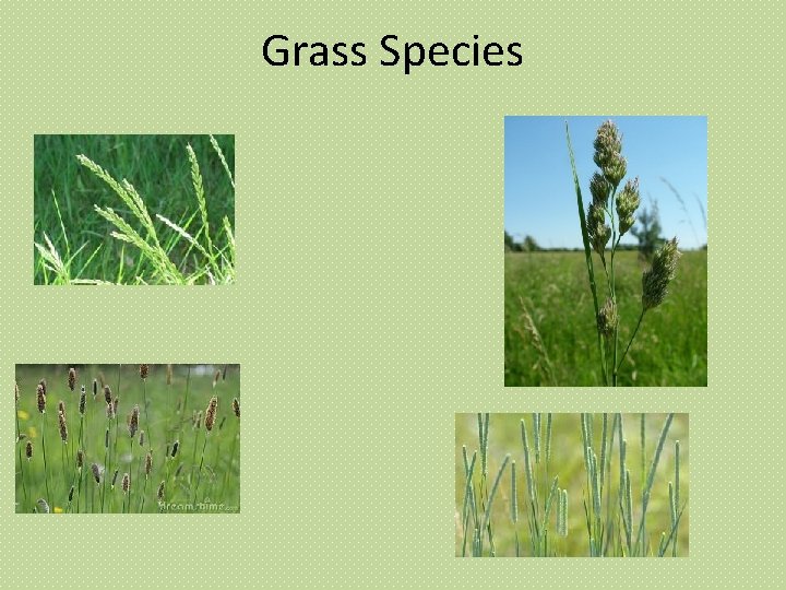 Grass Species 