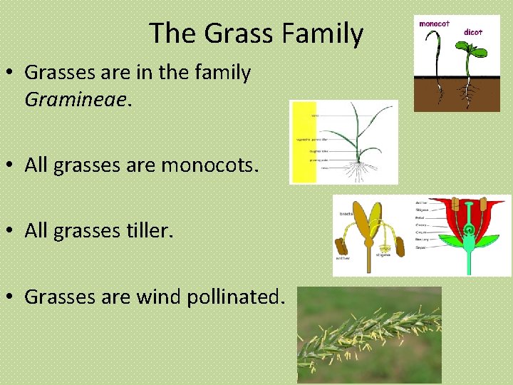 The Grass Family • Grasses are in the family Gramineae. • All grasses are