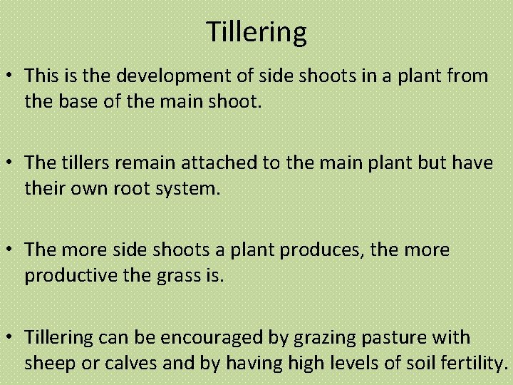 Tillering • This is the development of side shoots in a plant from the