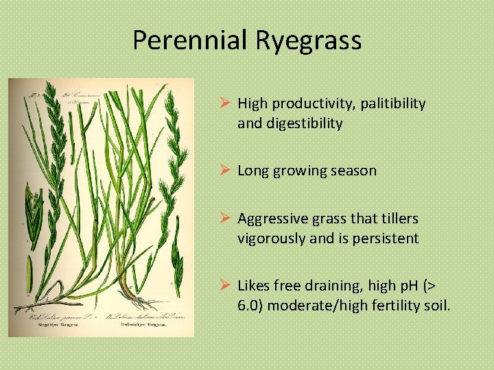 Perennial Ryegrass High productivity, palitibility and digestibility Long growing season Aggressive grass that tillers