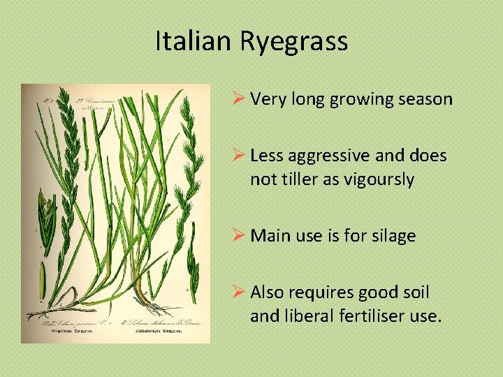 Italian Ryegrass Very long growing season Less aggressive and does not tiller as vigoursly