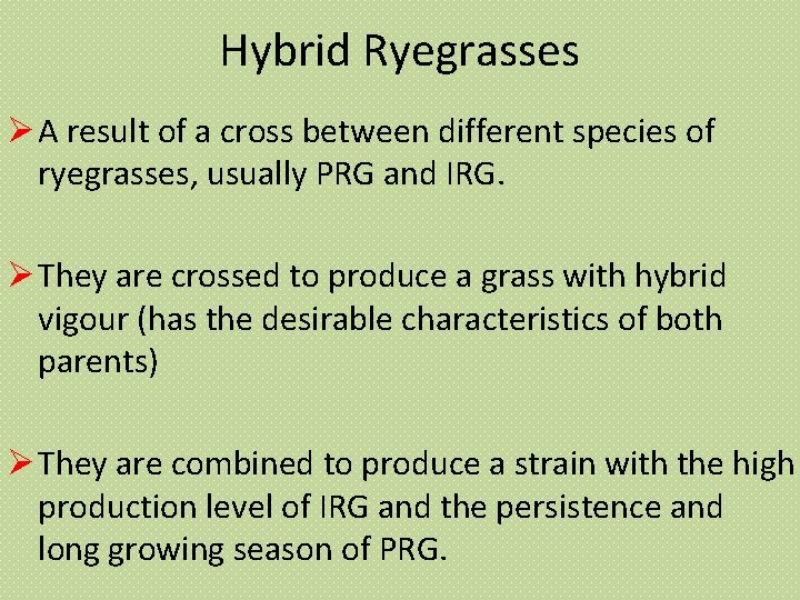 Hybrid Ryegrasses A result of a cross between different species of ryegrasses, usually PRG
