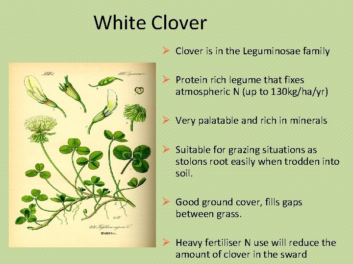 White Clover is in the Leguminosae family Protein rich legume that fixes atmospheric N