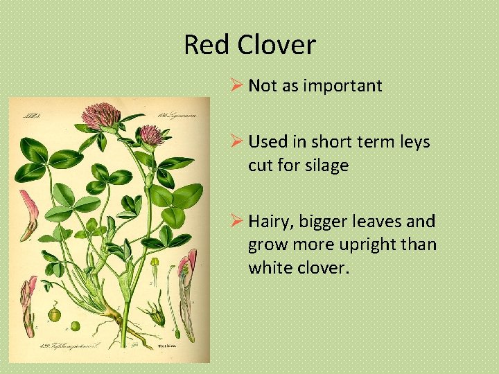 Red Clover Not as important Used in short term leys cut for silage Hairy,