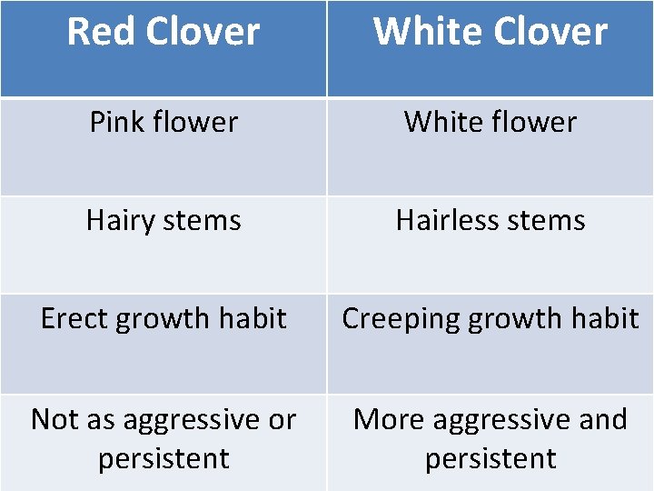 Red Clover White Clover Pink flower White flower Hairy stems Hairless stems Erect growth
