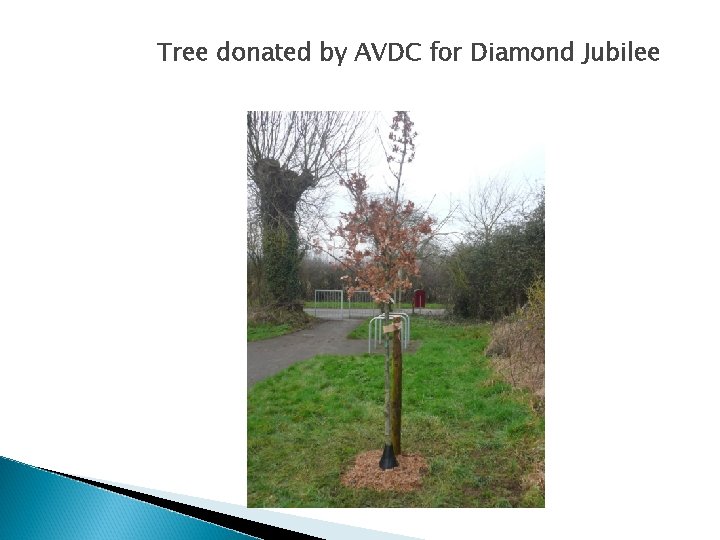 Tree donated by AVDC for Diamond Jubilee 
