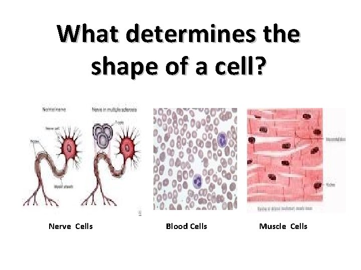 What determines the shape of a cell? Nerve Cells Blood Cells Muscle Cells 