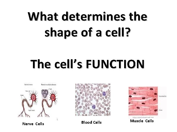 What determines the shape of a cell? The cell’s FUNCTION Nerve Cells Blood Cells