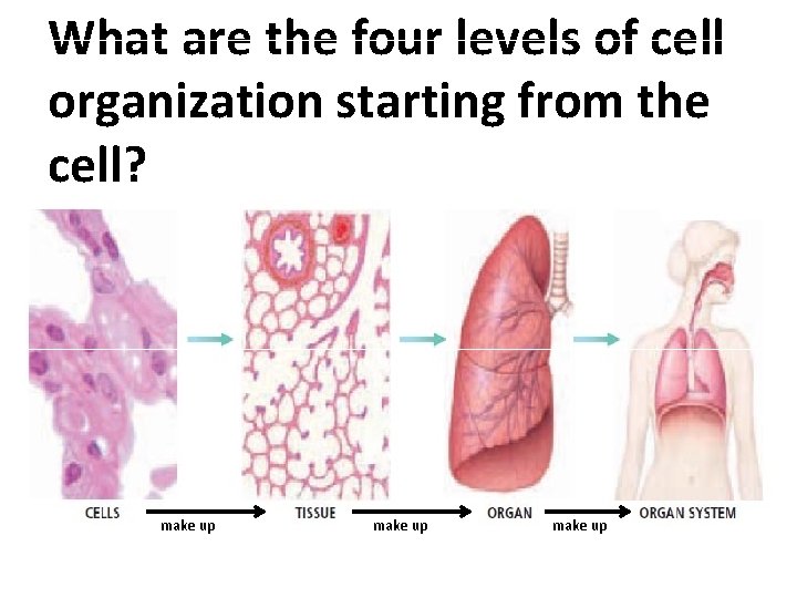 What are the four levels of cell organization starting from the cell? make up