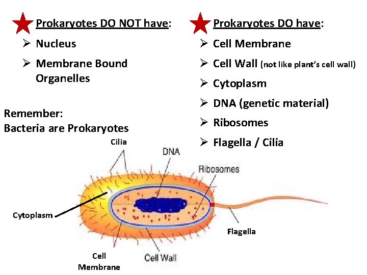 Prokaryotes DO NOT have: Prokaryotes DO have: Ø Nucleus Ø Cell Membrane Ø