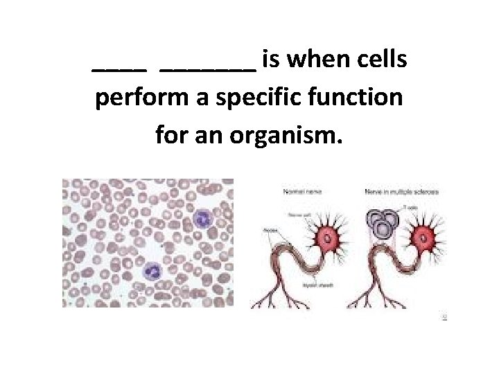 _______ is when cells perform a specific function for an organism. 