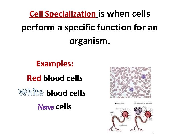 Cell Specialization is when cells perform a specific function for an organism. Examples: Red