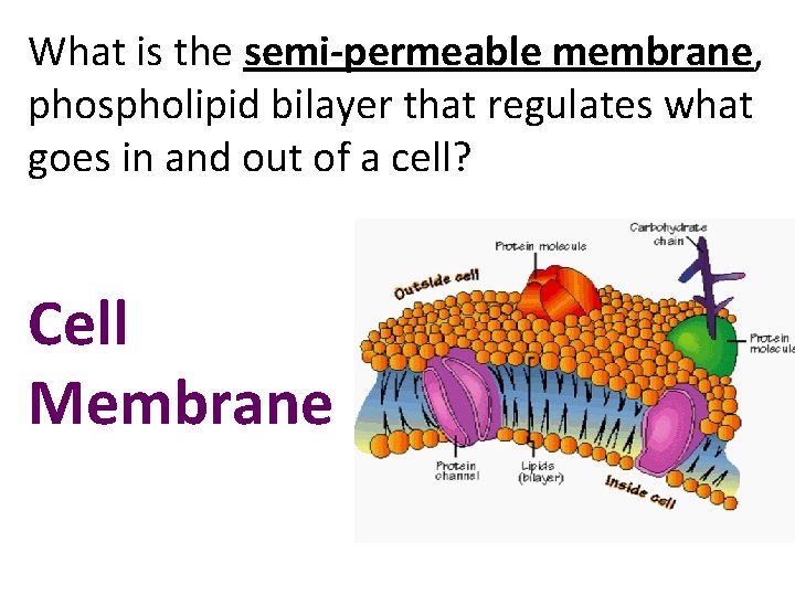 What is the semi-permeable membrane, phospholipid bilayer that regulates what goes in and out