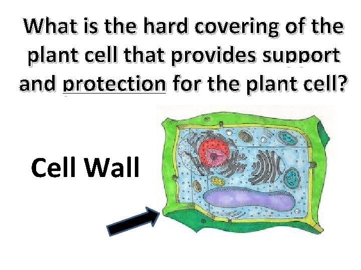 What is the hard covering of the plant cell that provides support and protection