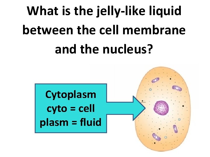 What is the jelly-like liquid between the cell membrane and the nucleus? Cytoplasm cyto